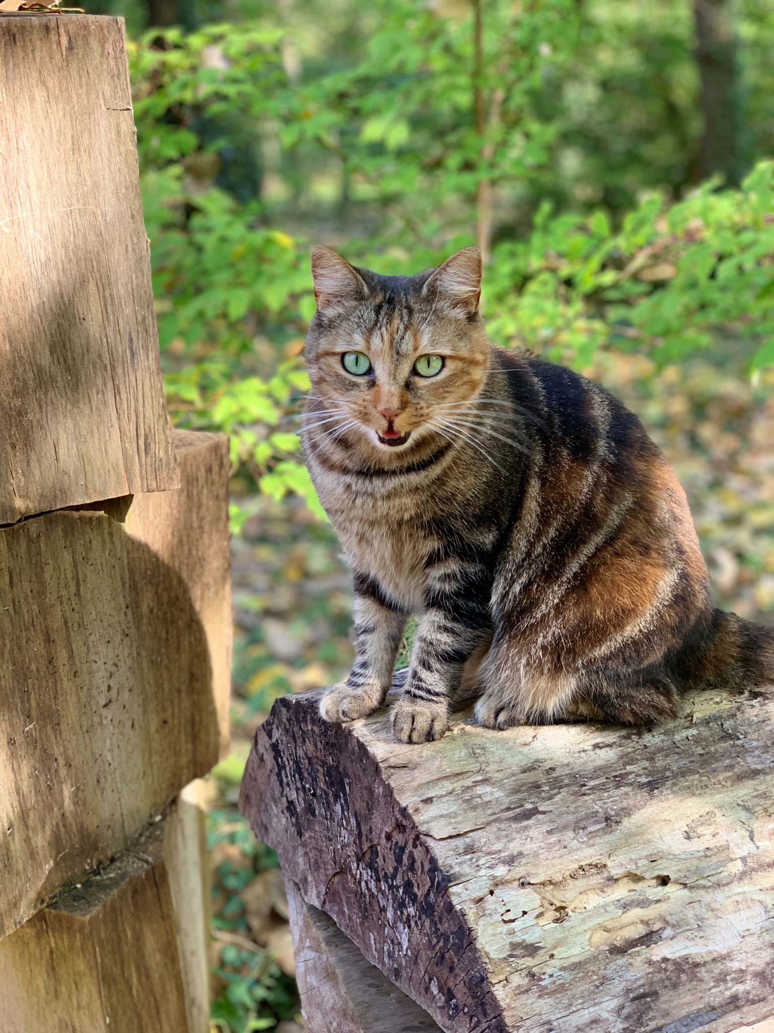 Chat de la maison