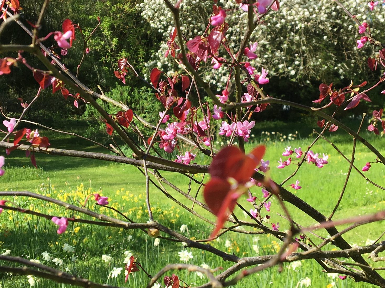 Le jardin en fleurs
