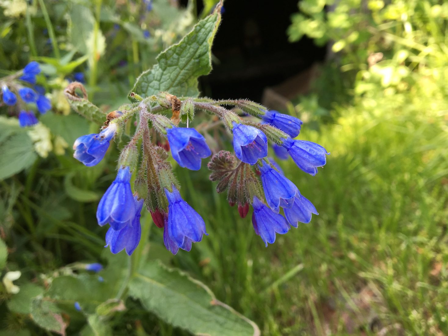 Fleurs bleues du jardin