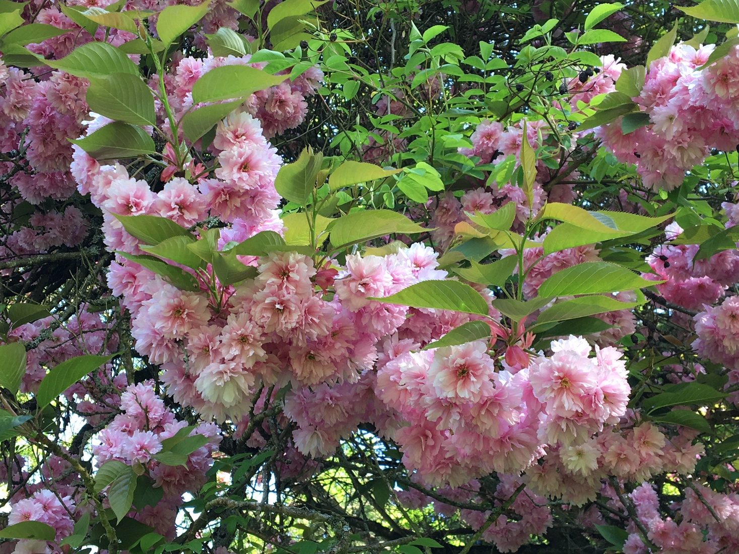 Floraison rose au printemps